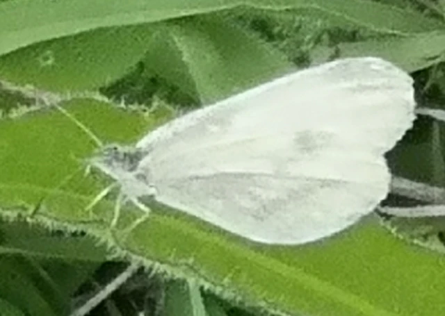 Leptidea sinapis - mustárlepke