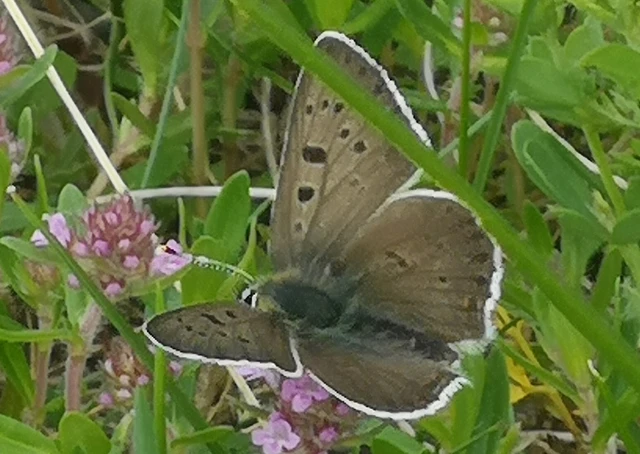 Lycaena tityrus - barna tűzlepke