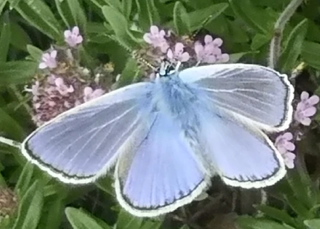 Polyommatus icarus - közönséges boglárka
