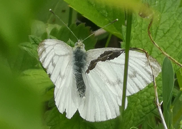Pieris napi - repcelepke