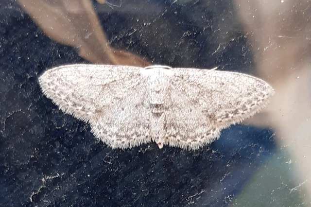 Idaea seriata - szürke apróaraszoló