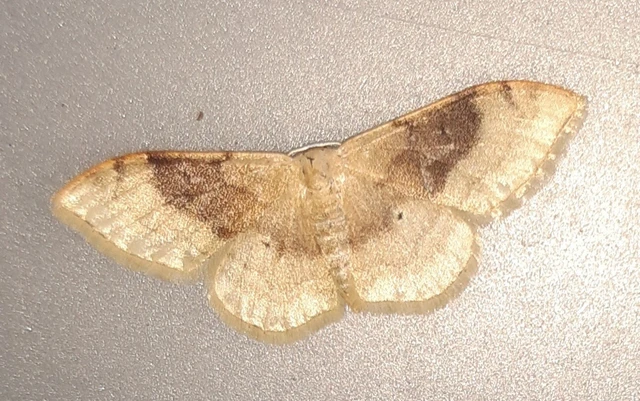 Idaea degeneraria - barnasávos araszoló