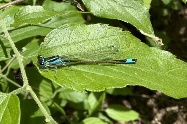 Ischnura elegans pontica - kéköves légivadász