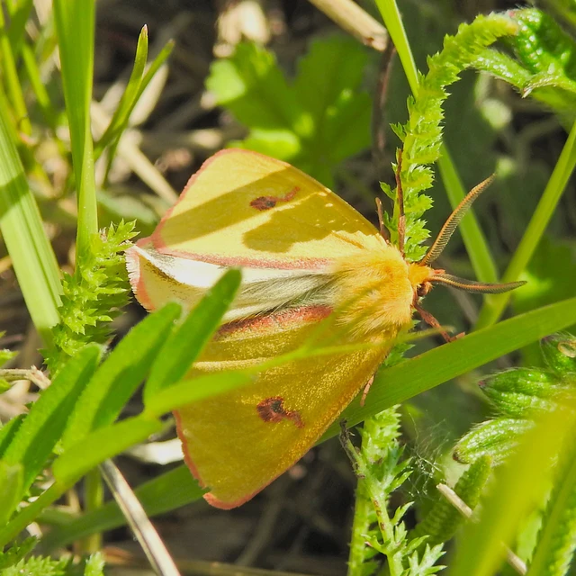 Diacrisia sannio - vörösszélű medvelepke