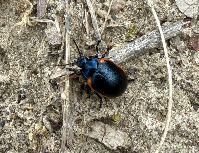 Chrysolina rossia - trapézhátú szegélyeslevelész