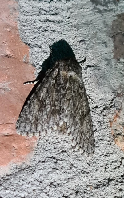 Acronicta aceris - vadgesztenye-szigonyosbagoly
