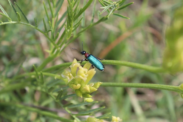Alosimus syriacus austriacus - osztrák hólyaghúzó Alosimus syriacus austriacus - osztrák hólyaghúzó