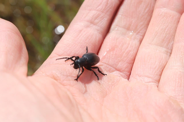 Dorcadion aethiops - fekete gyalogcincér Dorcadion aethiops - fekete gyalogcincér