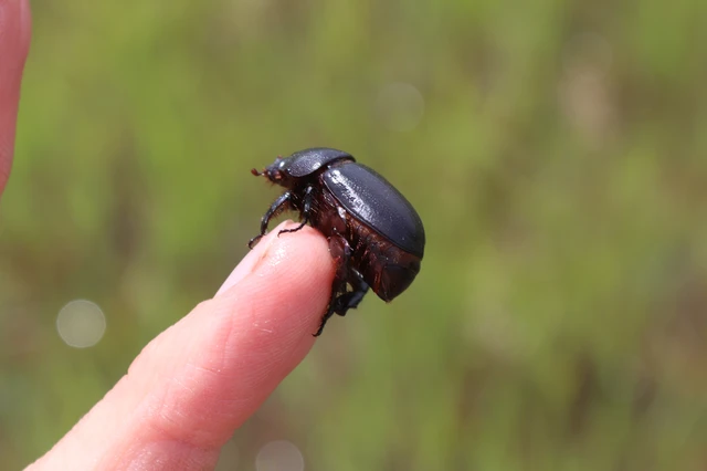 Pentodon idiota - butabogár