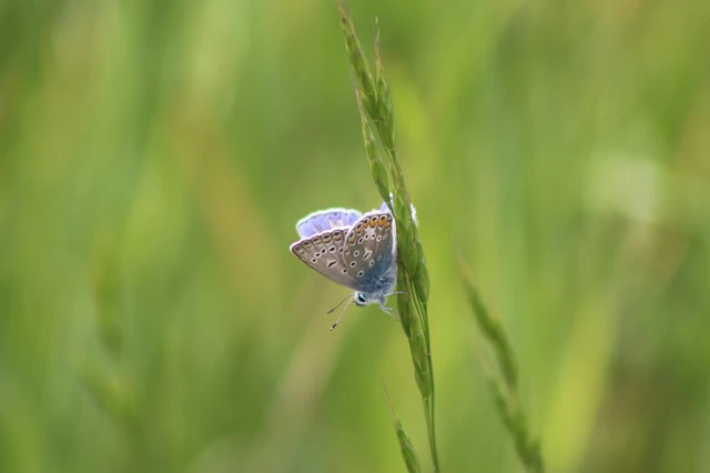 Polyommatus icarus - közönséges boglárka