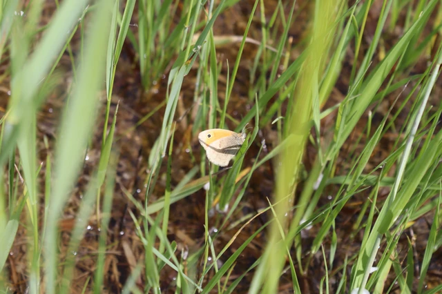 Coenonympha pamphilus - kis szénalepke