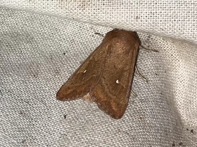 Mythimna albipuncta - fehérpettyes rétibagoly