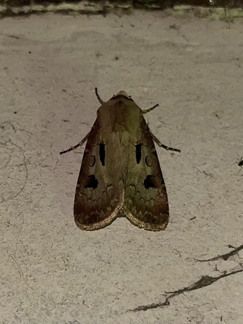 Agrotis exclamationis - felkiáltójeles földibagoly