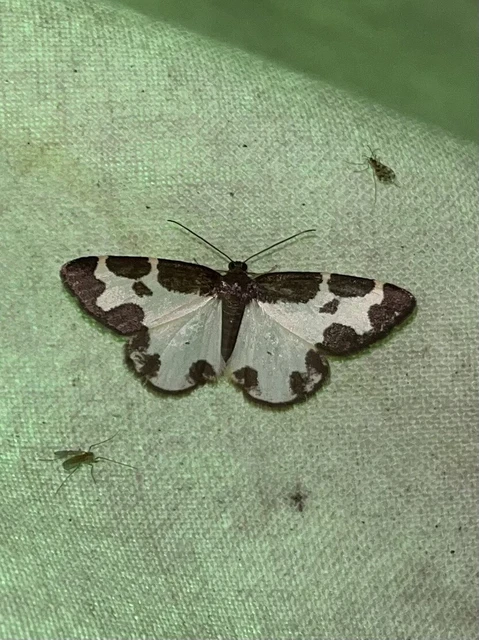 Lomaspilis marginata - szegélyes nyárfaaraszoló