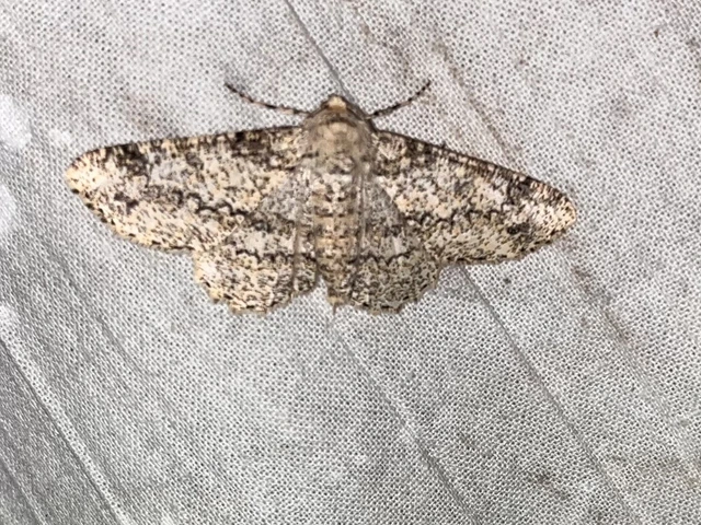 Ascotis selenaria - holdas faaraszoló