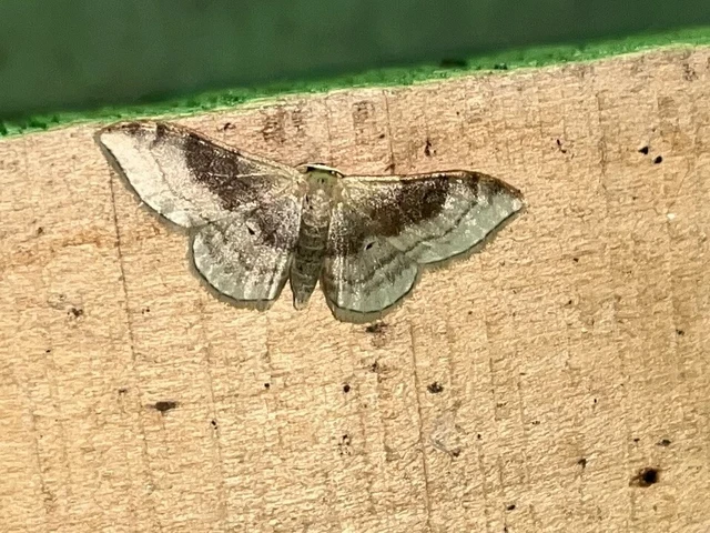 Idaea degeneraria - barnasávos araszoló