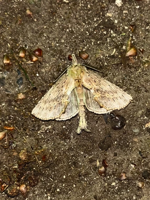 Pterostoma palpina - csőrös púposszövő