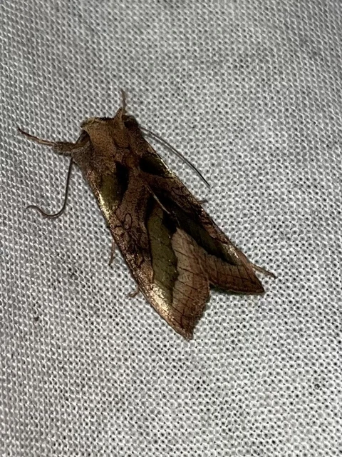 Diachrysia chrysitis - aranybagoly Diachrysia chrysitis - aranybagoly