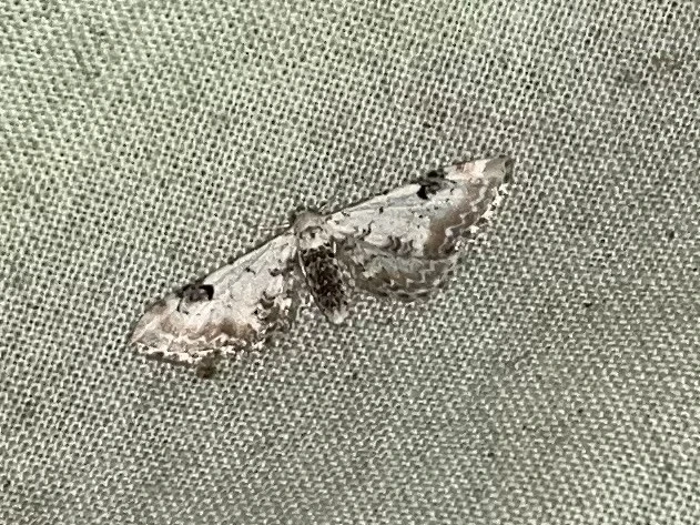 Eupithecia centaureata - búzavirág-törpearaszoló