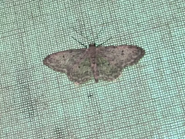 Idaea seriata - szürke apróaraszoló