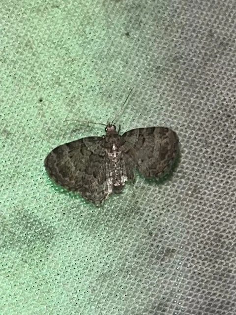 Pasiphila chloerata - hamvas törpearaszoló
