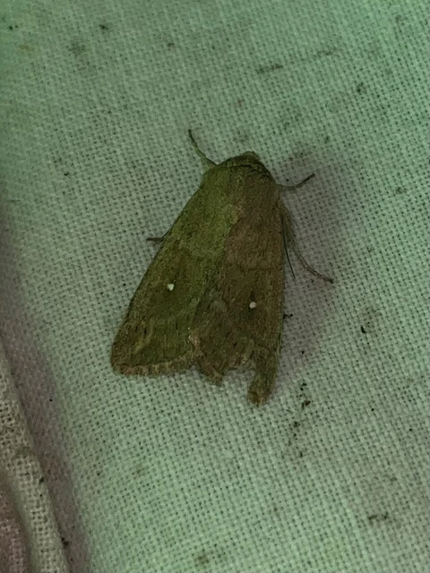 Mythimna albipuncta - fehérpettyes rétibagoly