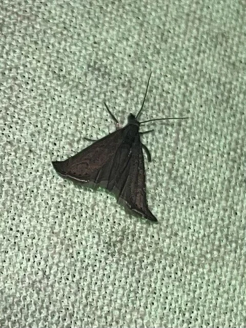 Platytes cerussella - törpe fűgyökérmoly