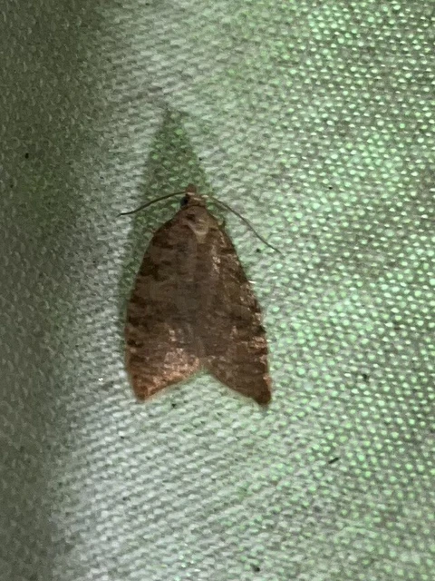 Aleimma loeflingiana - tölgylevél-sodrómoly Aleimma loeflingiana - tölgylevél-sodrómoly