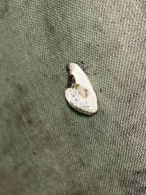 Cilix glaucata - törpe sarlósszövő