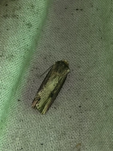 Axylia putris - vonalkás földibagoly