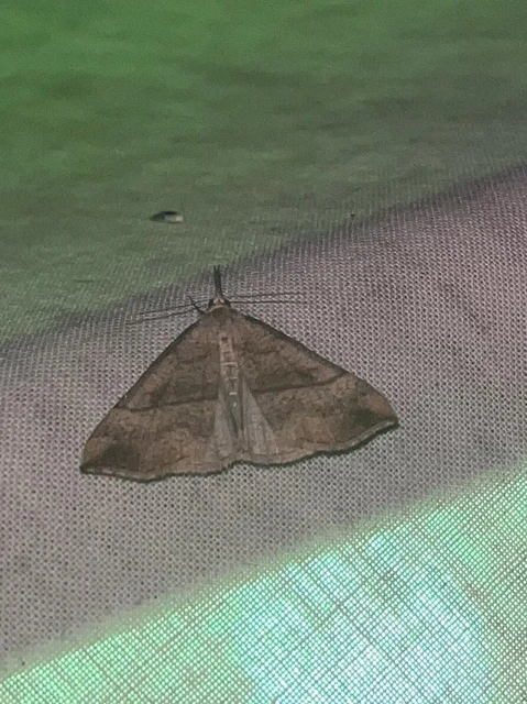 Hypena proboscidalis - ormányos karcsúbagoly