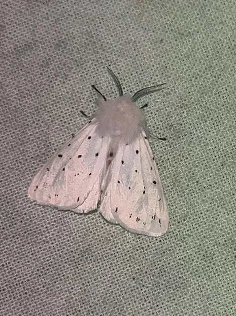 Spilosoma lubricipedum - tejszínű medvelepke