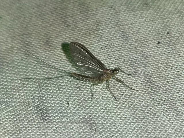 Cloeon dipterum - elevenszülő kérész