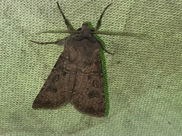 Agrotis segetum - vetési földibagoly