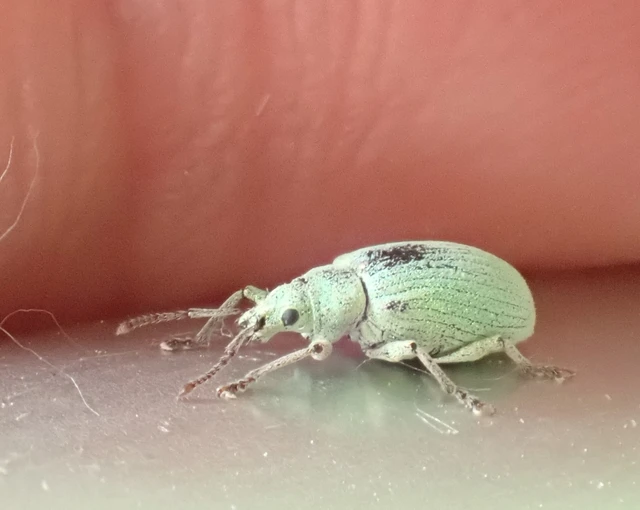 Phyllobius virideaeris - halványzöld levélormányos