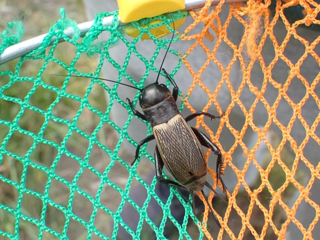 Gryllus campestris - mezei tücsök Gryllus campestris - mezei tücsök