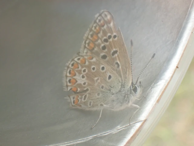 Polyommatus icarus - közönséges boglárka