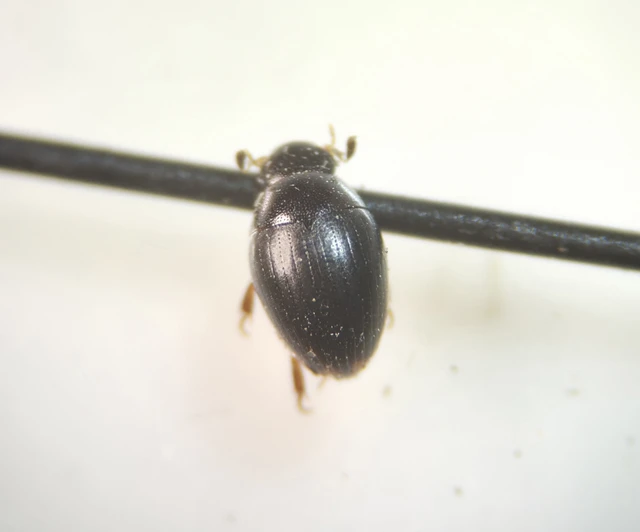 Hydrophilidae - csiborfélék