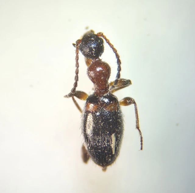 Anthelephila pedestris - hangyaszerű fürgebogár