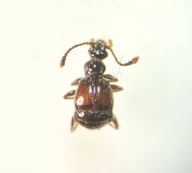Rybaxis longicornis - vörösfedős tapogatósbogár