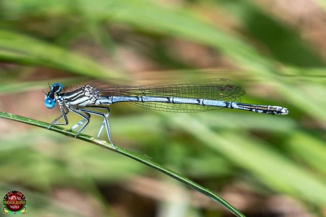 Platycnemis pennipes - széleslábú szitakötő