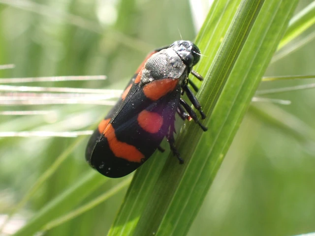 Cercopis arcuata/sanguinolenta