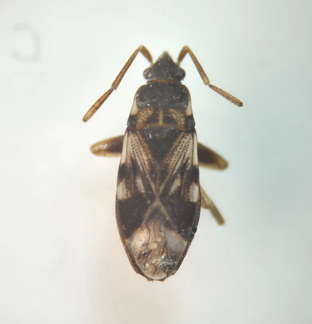 Scolopostethus Scolopostethus