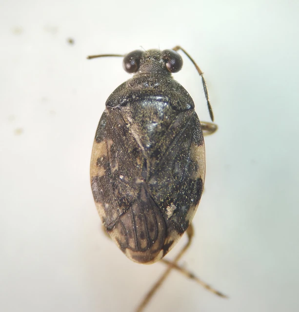 Saldidae - partipoloskák