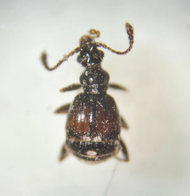 Rybaxis longicornis - vörösfedős tapogatósbogár