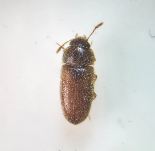 Typhaea