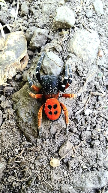 Eresus moravicus - sárgafejű bikapók Eresus moravicus - sárgafejű bikapók