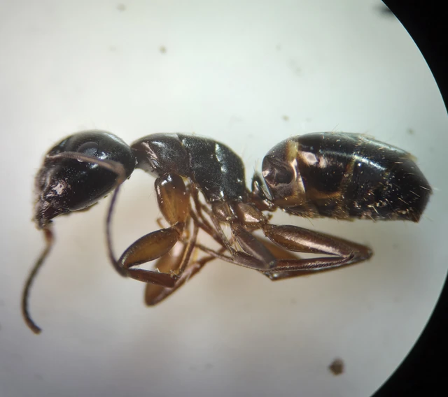 Camponotus fallax - ligeti lóhangya