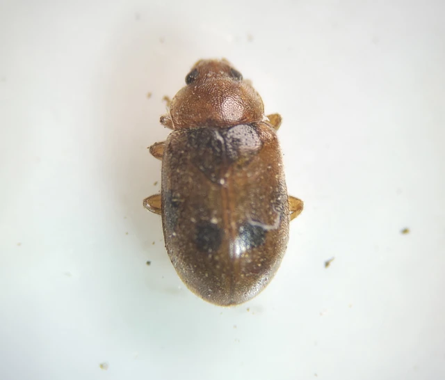 Coccidula scutellata - mocsári félböde