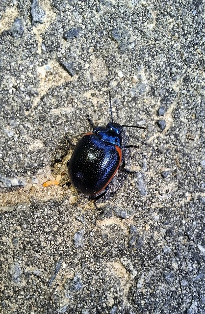 Chrysolina rossia - trapézhátú szegélyeslevelész